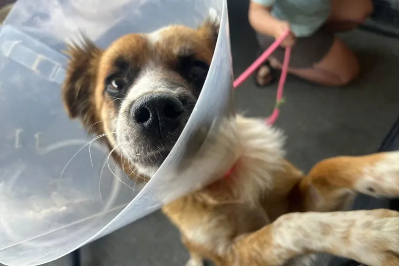Sage the Border Collie Mix is Ready to Leap Into Your Life