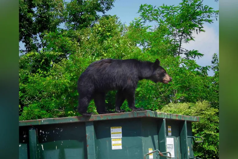 Why Montana Wildlife Officials Are Warning About More Bears