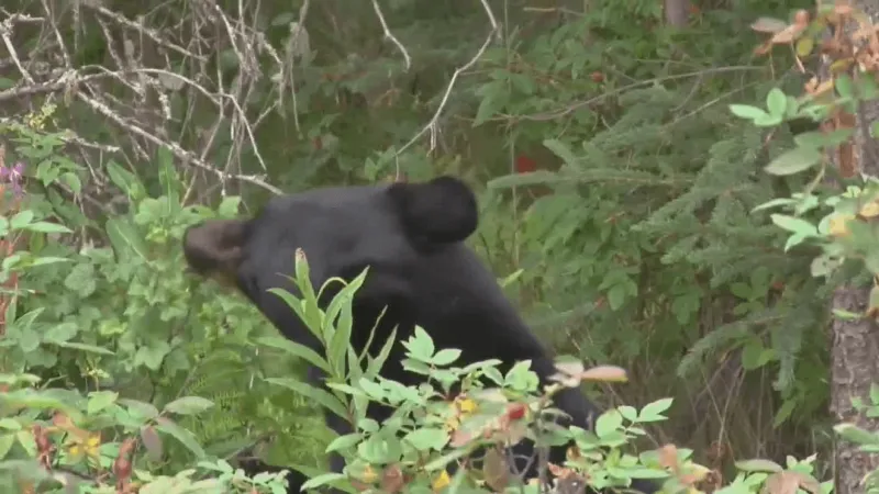 NBC MT Today: Fire restrictions, rise in bear conflicts, planning Bozeman's growth