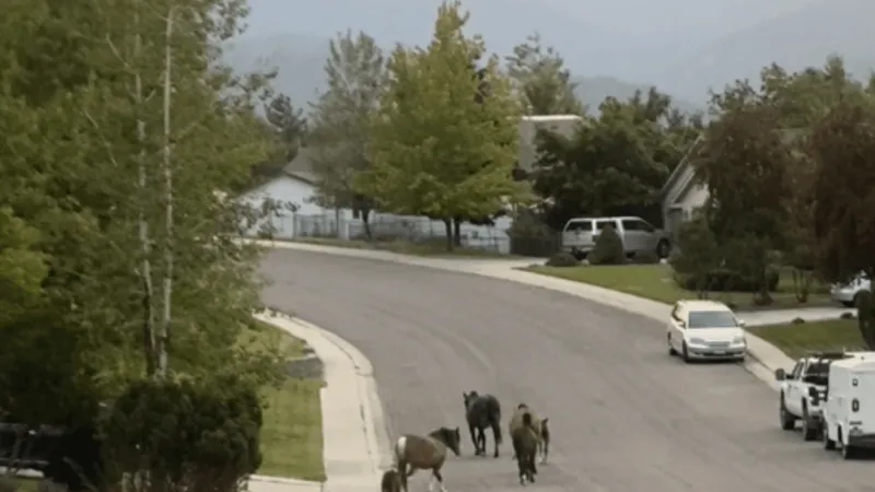 Missoula County commissioners to hold hearing on Miller Creek feral horse management plan