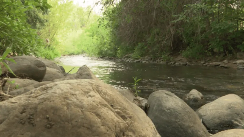 Bozeman Creek Vision Plan weighs flood protection, ecological health and public access