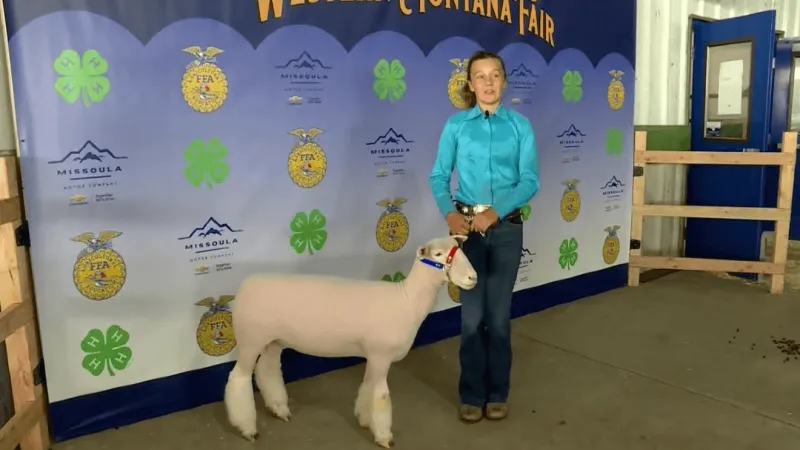 Frenchtown 4-H competitor, sheep take first place at Western Montana Fair