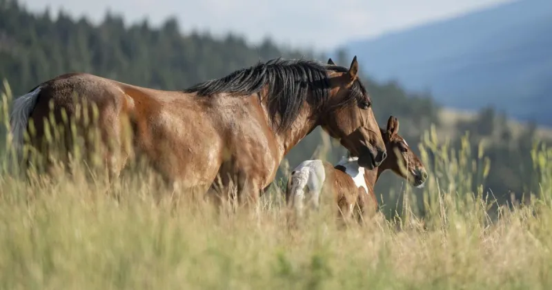 Miller Creek feral horses: Final comment taken on Missoula County resolution
