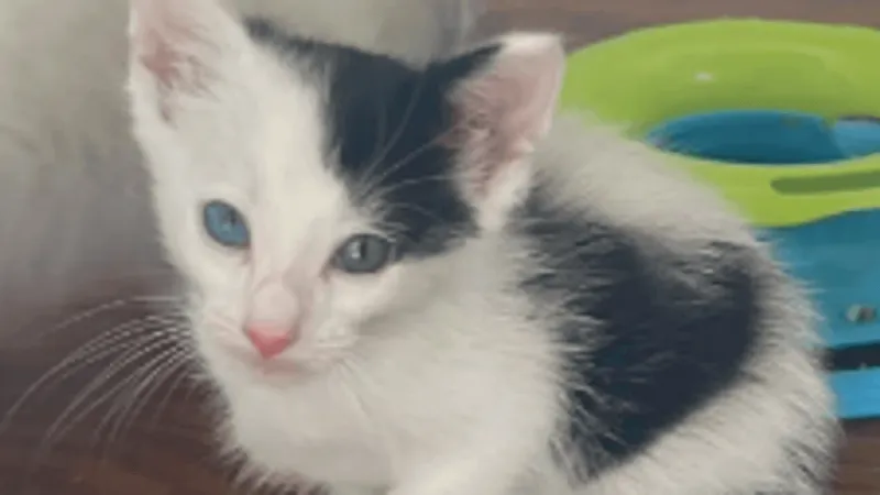 Nationwide pet adoption, donation campaign underway