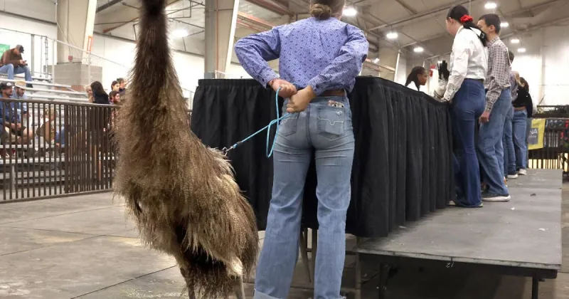 Photos: Emu joins in Poultry Showmanship at MontanaFair