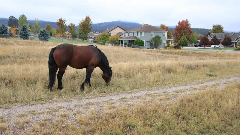 Will This Solution Work for Missoula's Horse Herd?