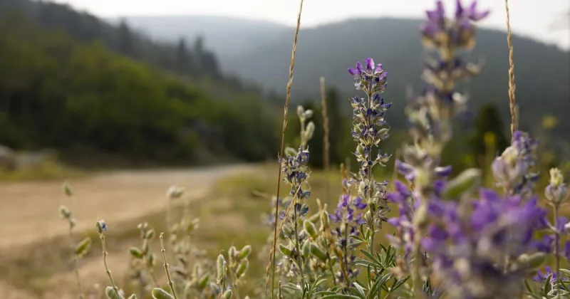 Beaverhead-Deerlodge National Forest applies for grant to buy land on Butte's east side