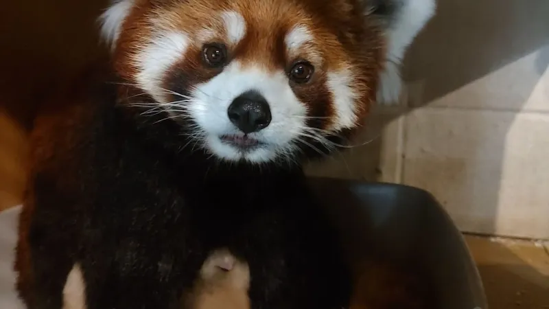 ZooMontana welcomes red panda cubs to the world
