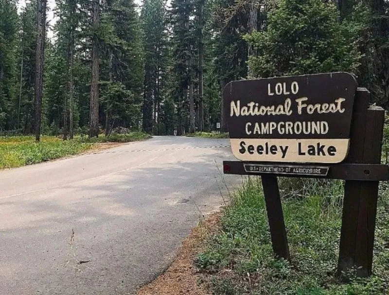 Groups to sue Lolo Forest over shrinking grizzly habitat