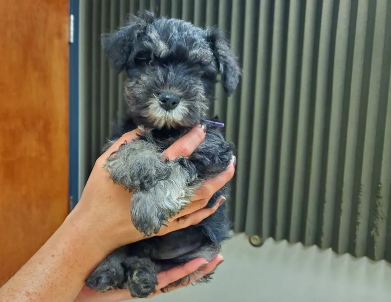 It's Mini Schnauzer Mania At Humane Society of Western Montana