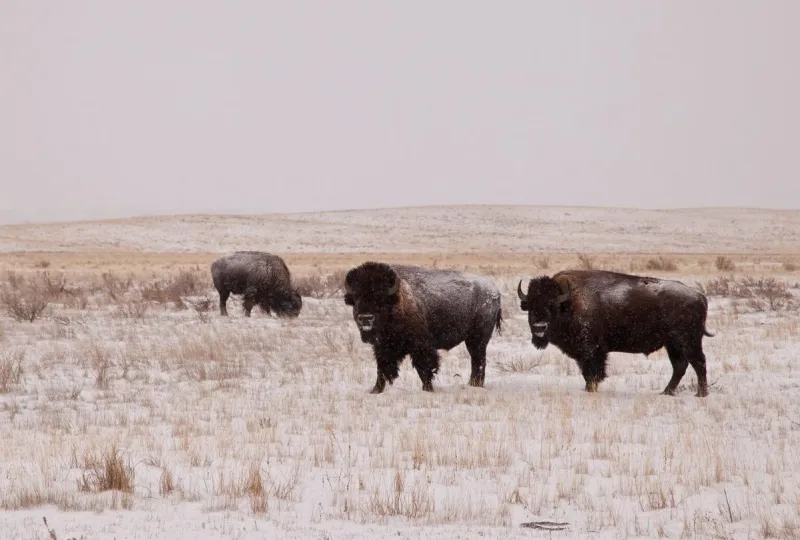 Lawsuits challenge federal ban on bison grazing in Montana