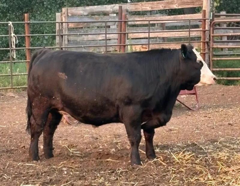 Beef Into Schools Program Puts Locally-Grown Beef on Local Lunch Trays
