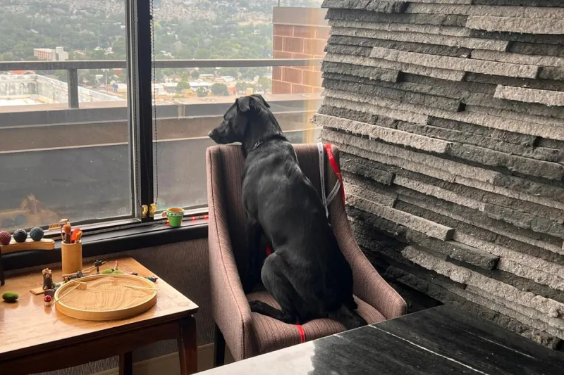 "Shadow" the Frisky Lab Mix is Ready for Adoption in Billings