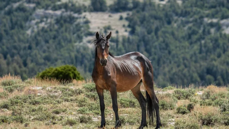 BLM to remove about 40 wild horses from Pryor Mountain range