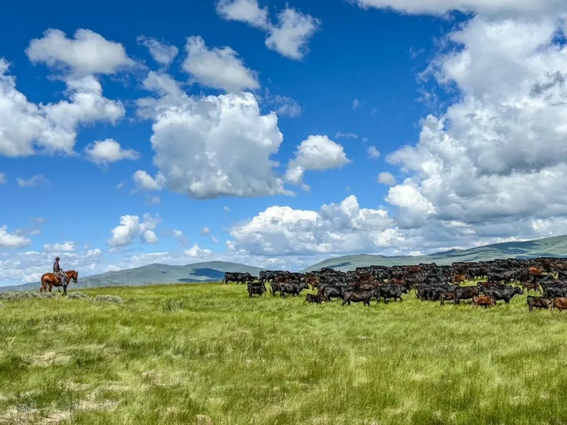Groups challenge expanded grazing plan across the West