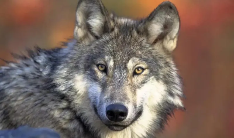Viewpoint: Montanan's wolf policy needs to change