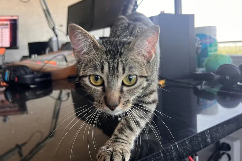 Here, Kitty Kitty. Dainty Elanor is Ready to Adopt in Billings
