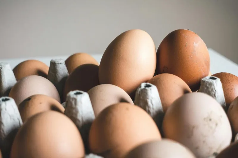 Egg Crisis: Should Great Falls Allow Chickens?