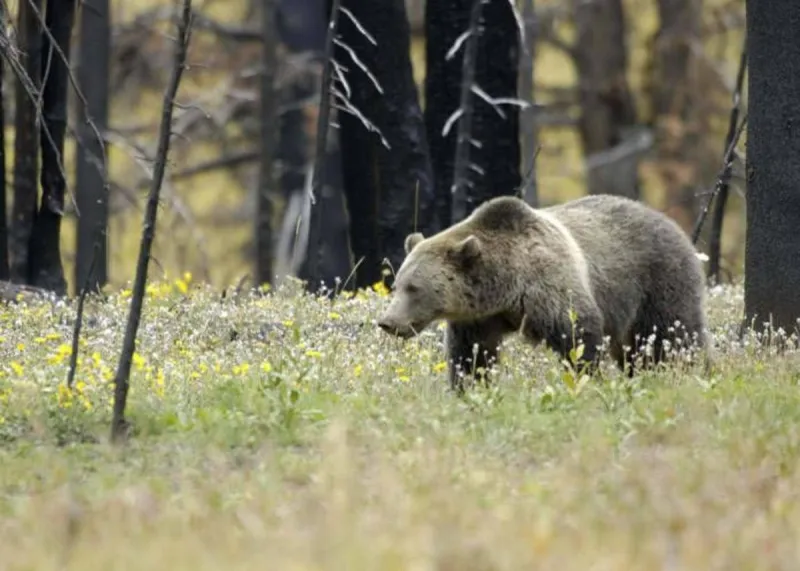 California lawmakers kill grizzly bear reintroduction bill