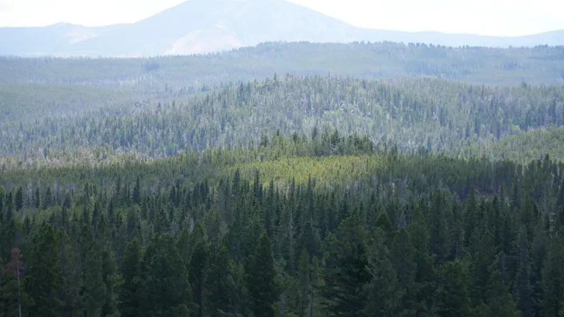 Trump to carve roads into 45M acres of wild forests