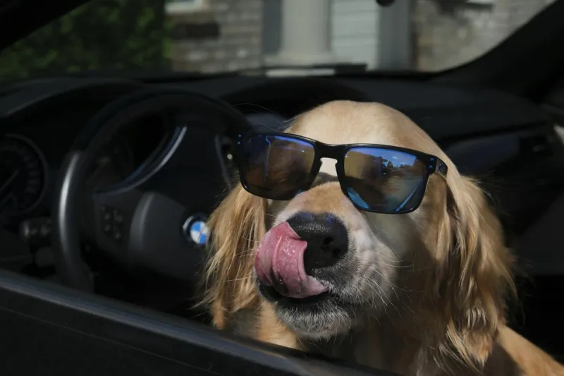 Can You Get A Ticket For Driving With A Dog On Your Lap In MT?