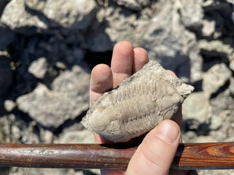 Sneak a Peek at a New Dinosaur Species Found in Central Montana