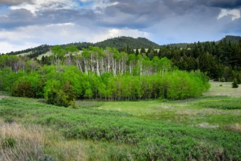 Prickly Pear announces protection of 198 acres