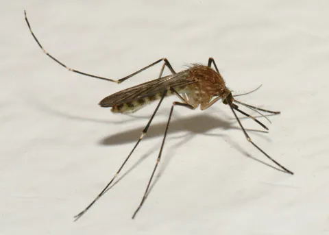 West Nile Virus detected in Cascade County