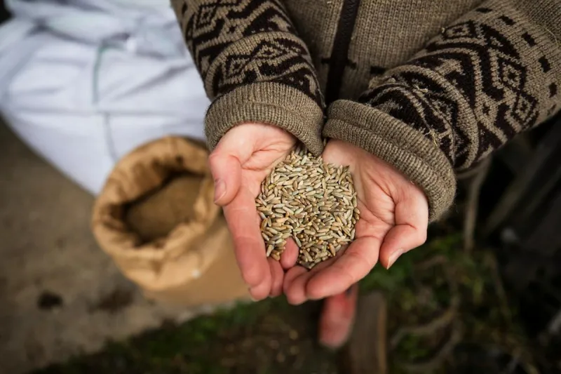 This Montana Farm Family Is Rethinking the Way We Eat Grain