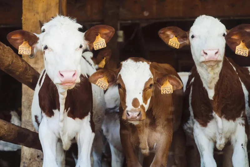 Who Is Actually Making Money From Expensive Beef In Montana