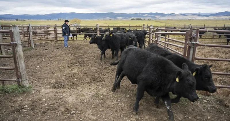 Montana delegation opposes Trump's deal to drop tariffs on imported foreign beef