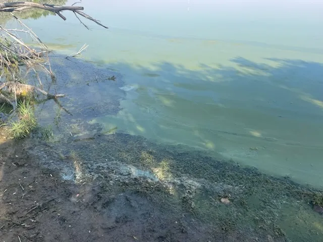 Wadsworth Park reopen, but visitors advised to avoid pond due to potential for blue-green algae