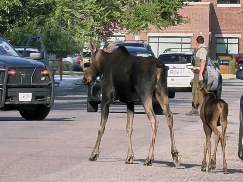 Mother moose and calf visit Missoula neighborhood