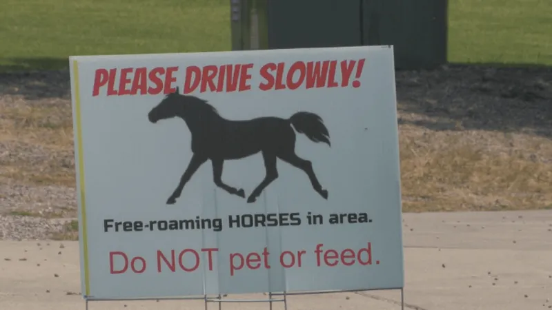 Missoula Co. finalizes Miller Creek feral horse management plan