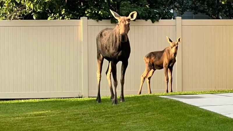 PHOTOS: Moose on the loose in Missoula