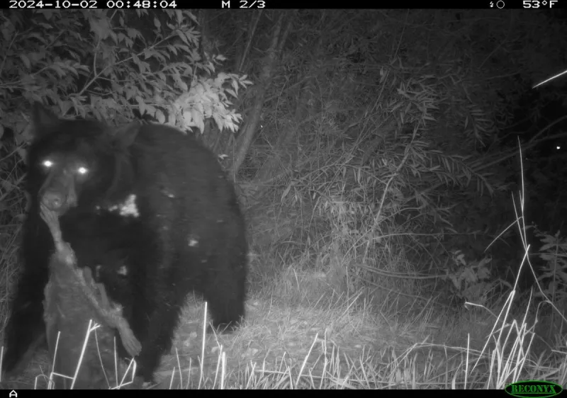 Viewpoint: Protect property, keep bears moving this fall