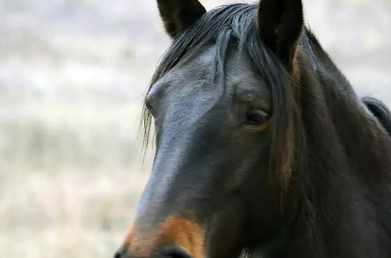 County adopts resolution guiding estray Miller Creek horses
