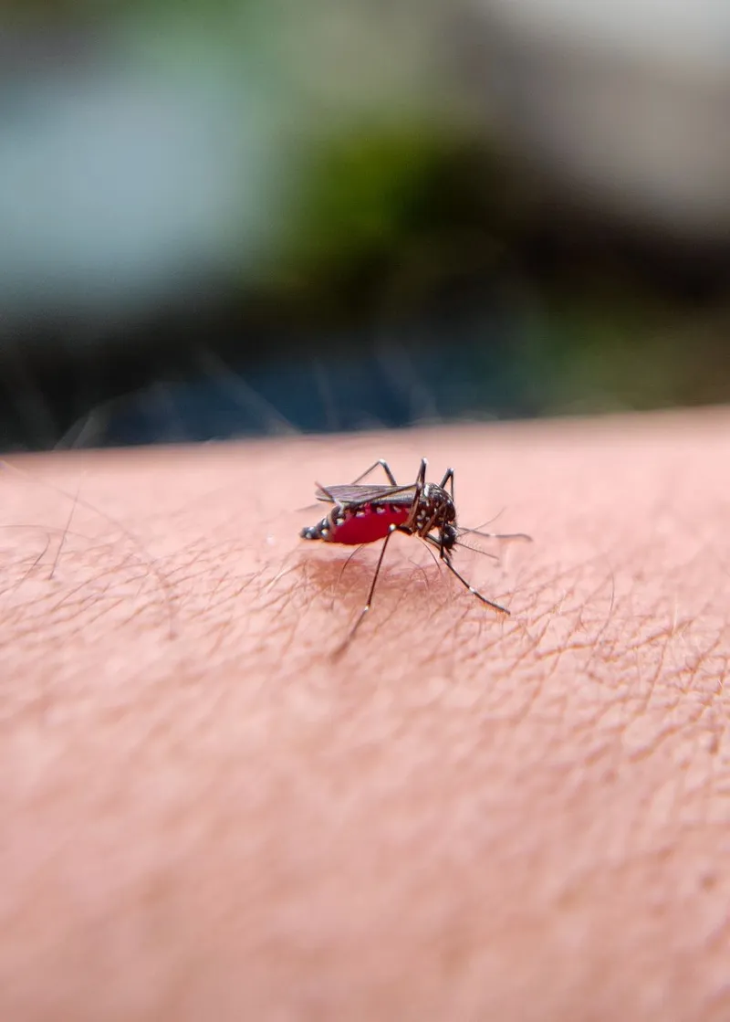 First human case of West Nile confirmed in Cascade County since 2018