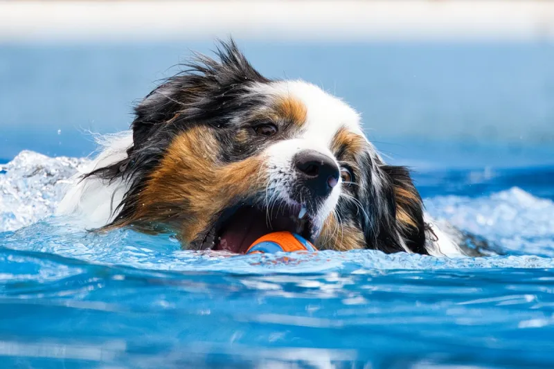 Dog Day at Billings' Rose Park Swimming Pool is Sunday