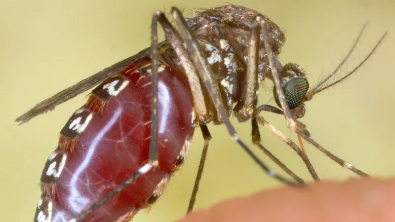 Cascade County reports first human West Nile virus case since 2018