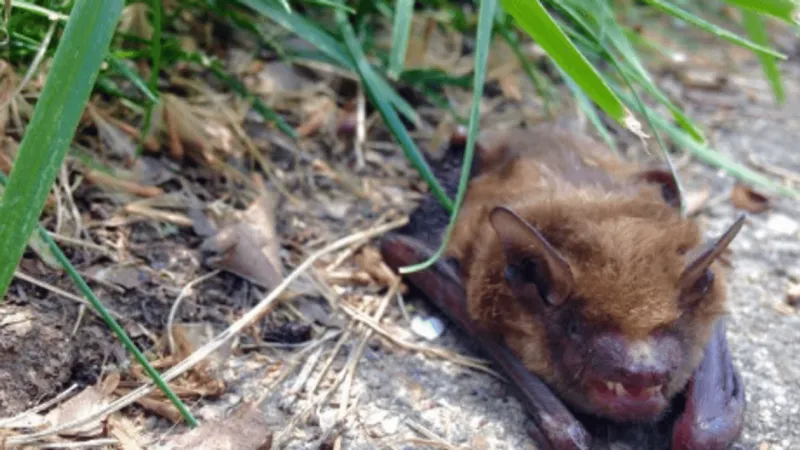 Bat found with rabies in Libby is 1st case in Lincoln Co. for 2026