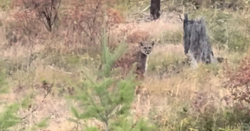 Watch: Mountain lion filmed at Blue Mountain Recreation Area near Missoula