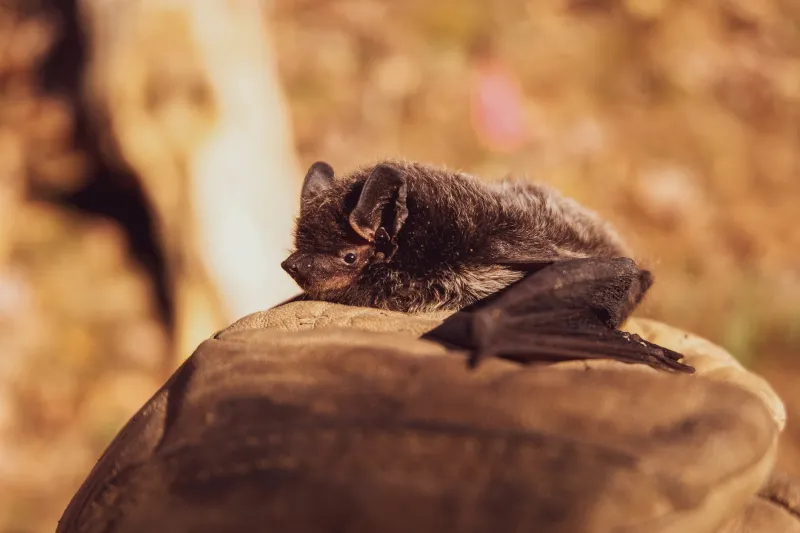 Rabid bat found in Cascade County