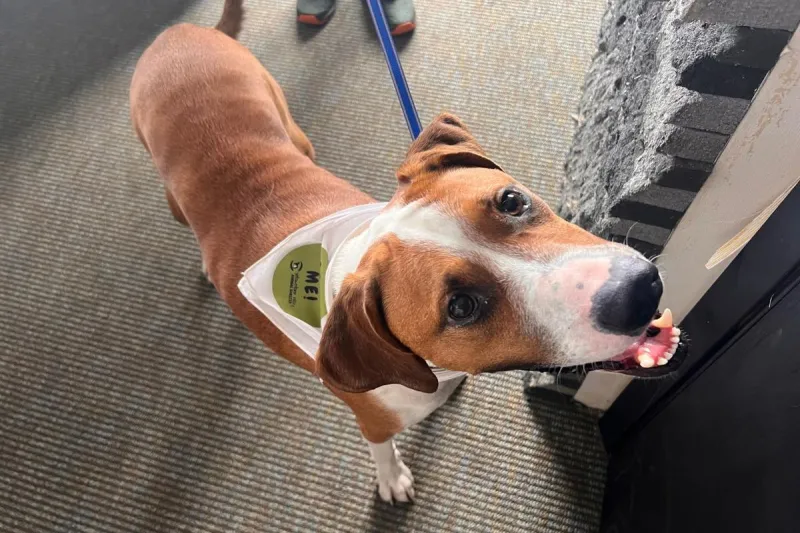 Duke is a Playful Pup Ready for Adoption Now in Billings
