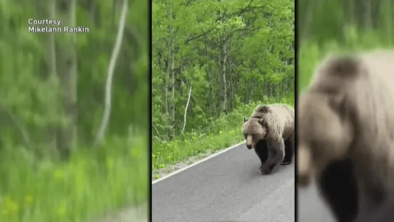 NBC MT Today: Bear awareness & safety training; Missoula budget hearing; showers