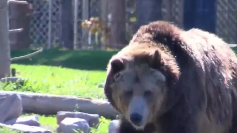 Bear Aware workshop offers hands-on safety training in Bozeman