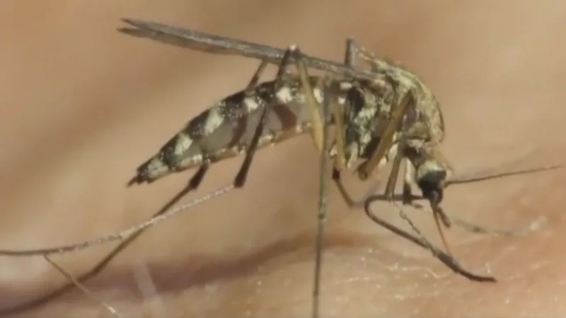 Hill County confirms West Nile virus case in horse; mosquito control efforts increase
