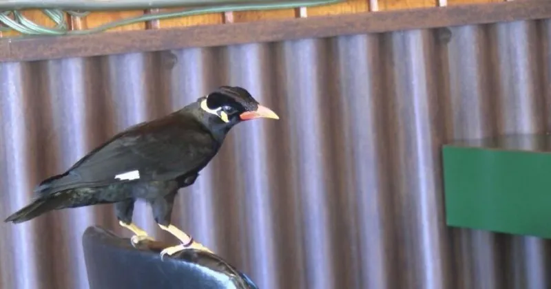 Beloved talking bird flies the coop from western Montana bar
