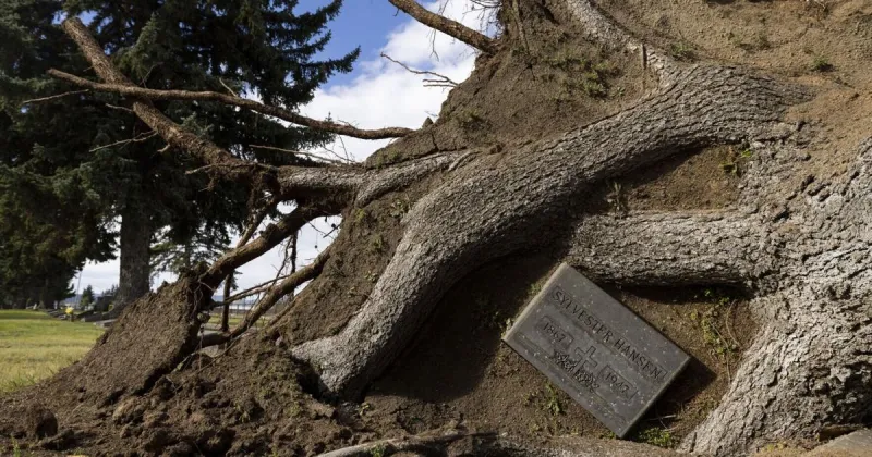 Gusts reach 74 mph during Butte windstorm; some damage reported at cemetery