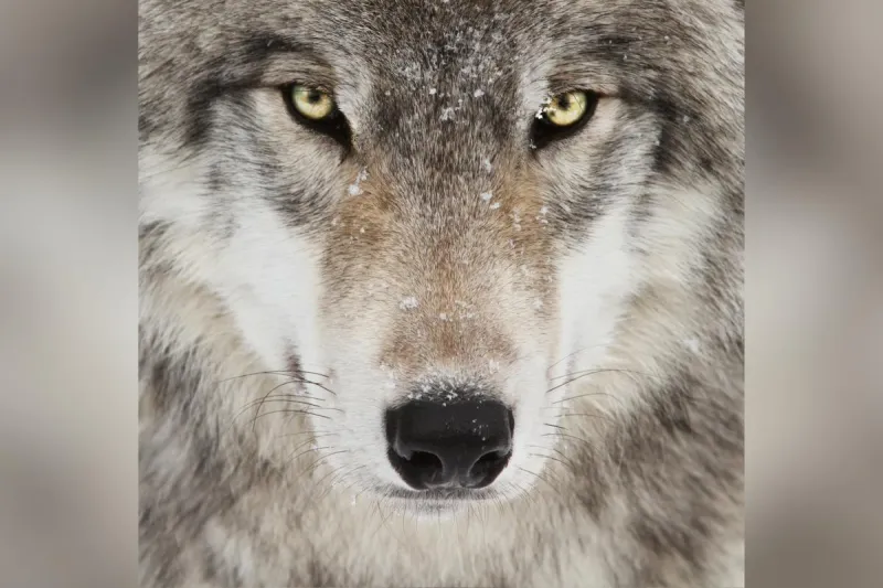 Montana's New Wolf Quota Is Much Different Than Last Year